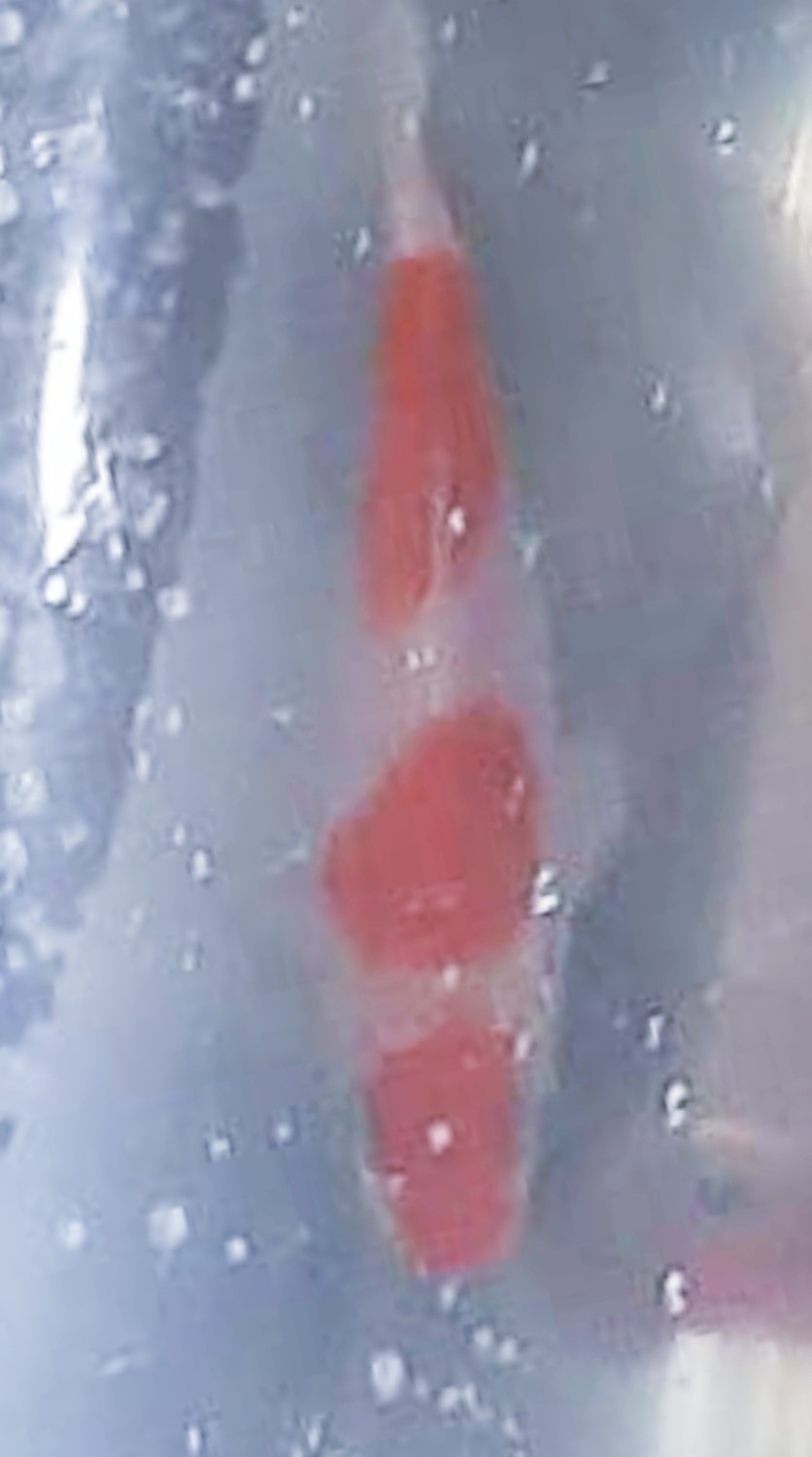 Juara 4