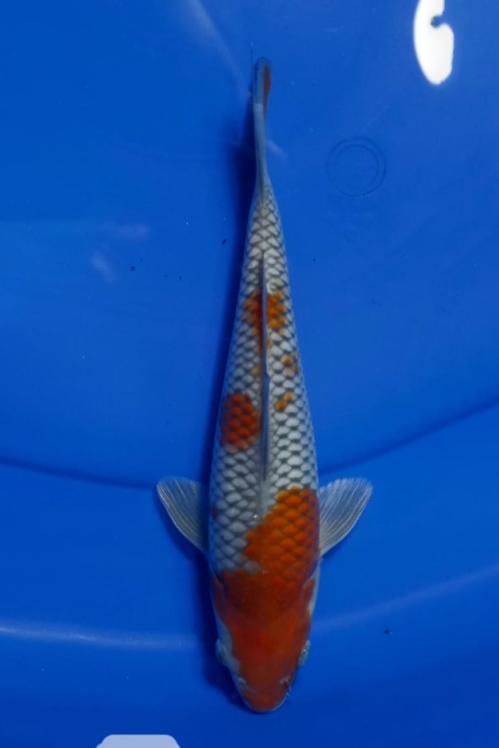 Juara 1
