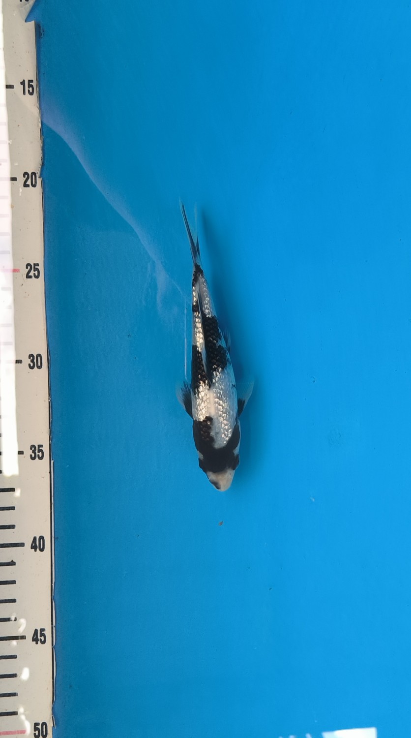 C. Anggrek Prize, 13 - 15 cm