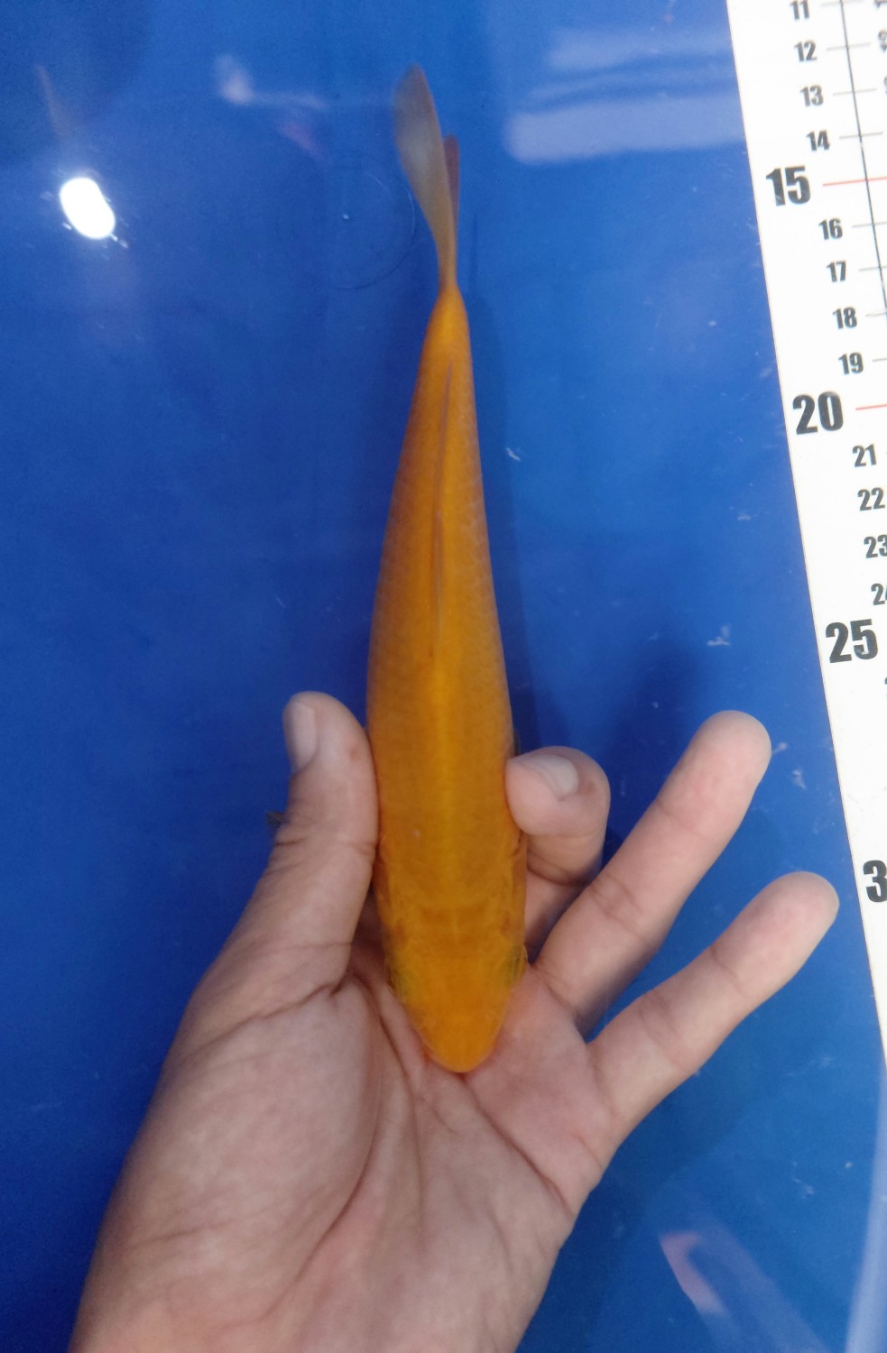 Juara 4