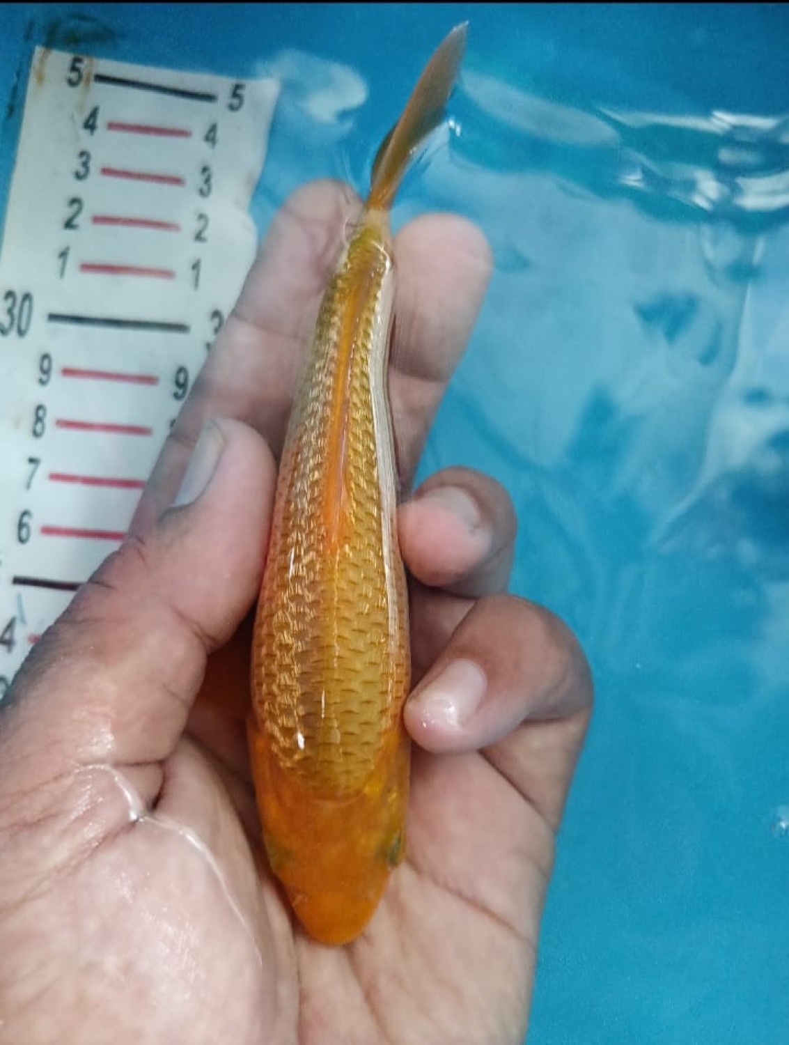 E. Kamboja Prize, Up To 12