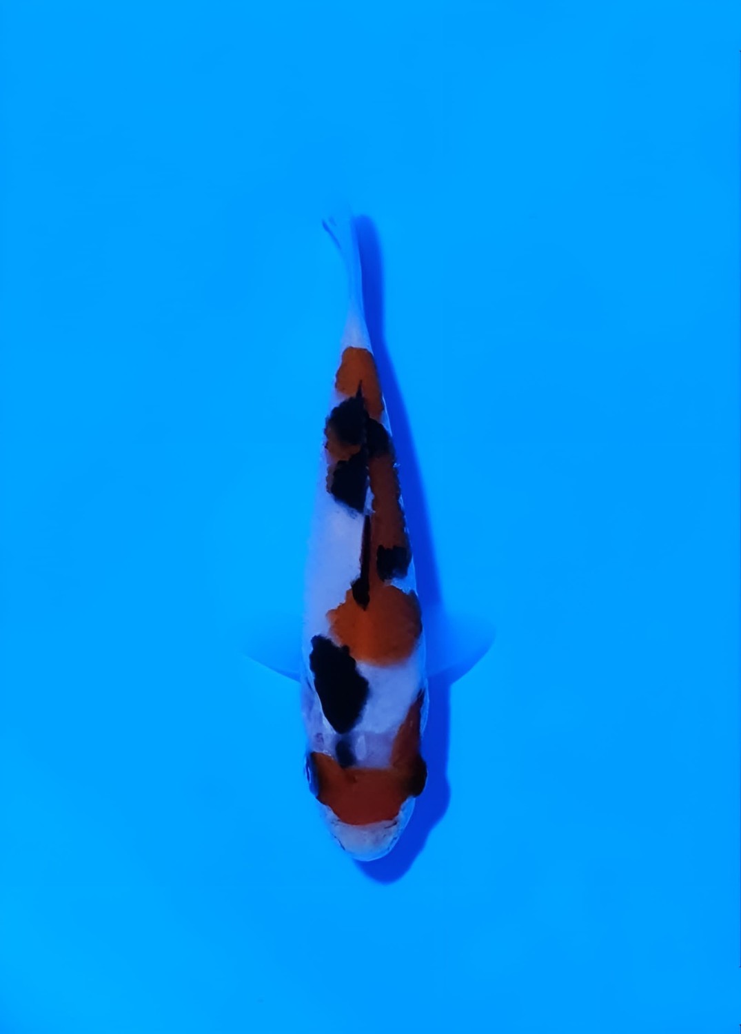 Juara 2