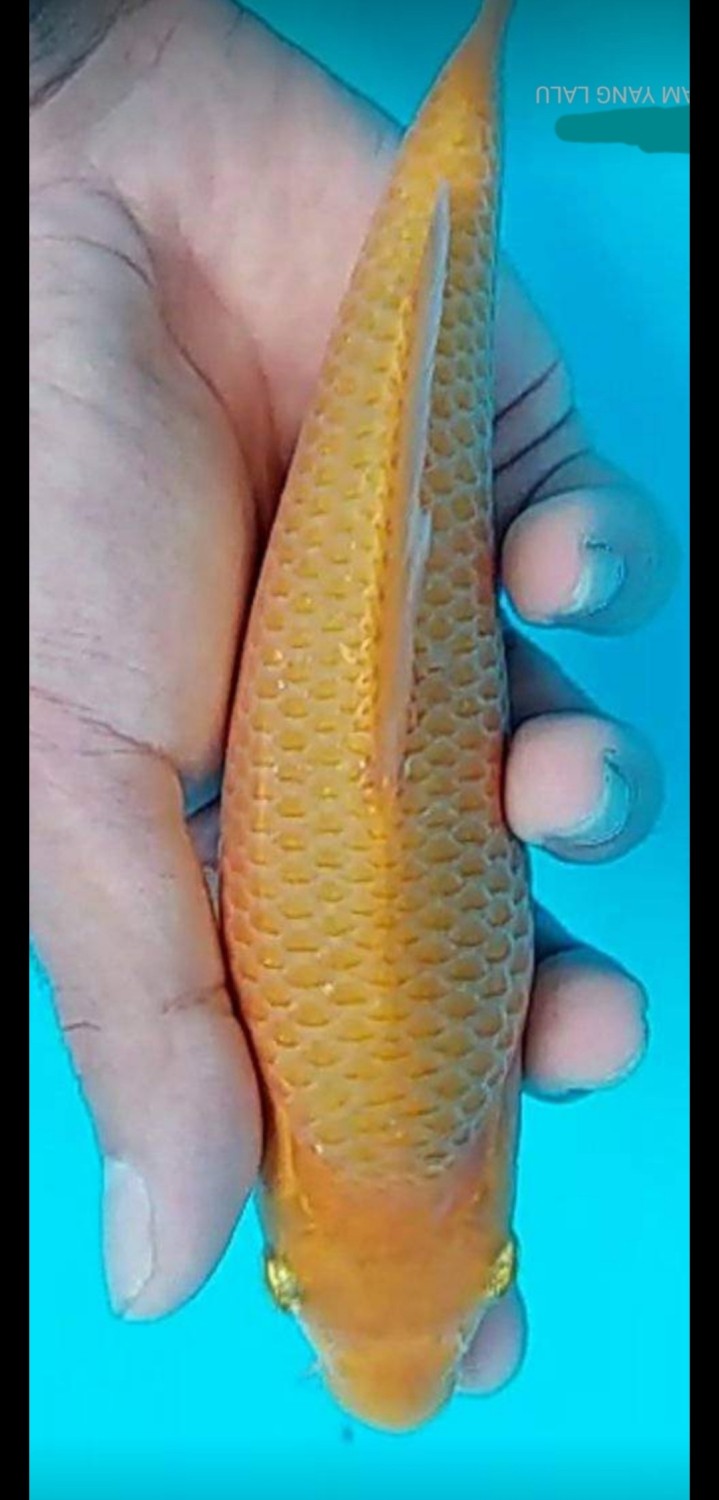 Juara 1