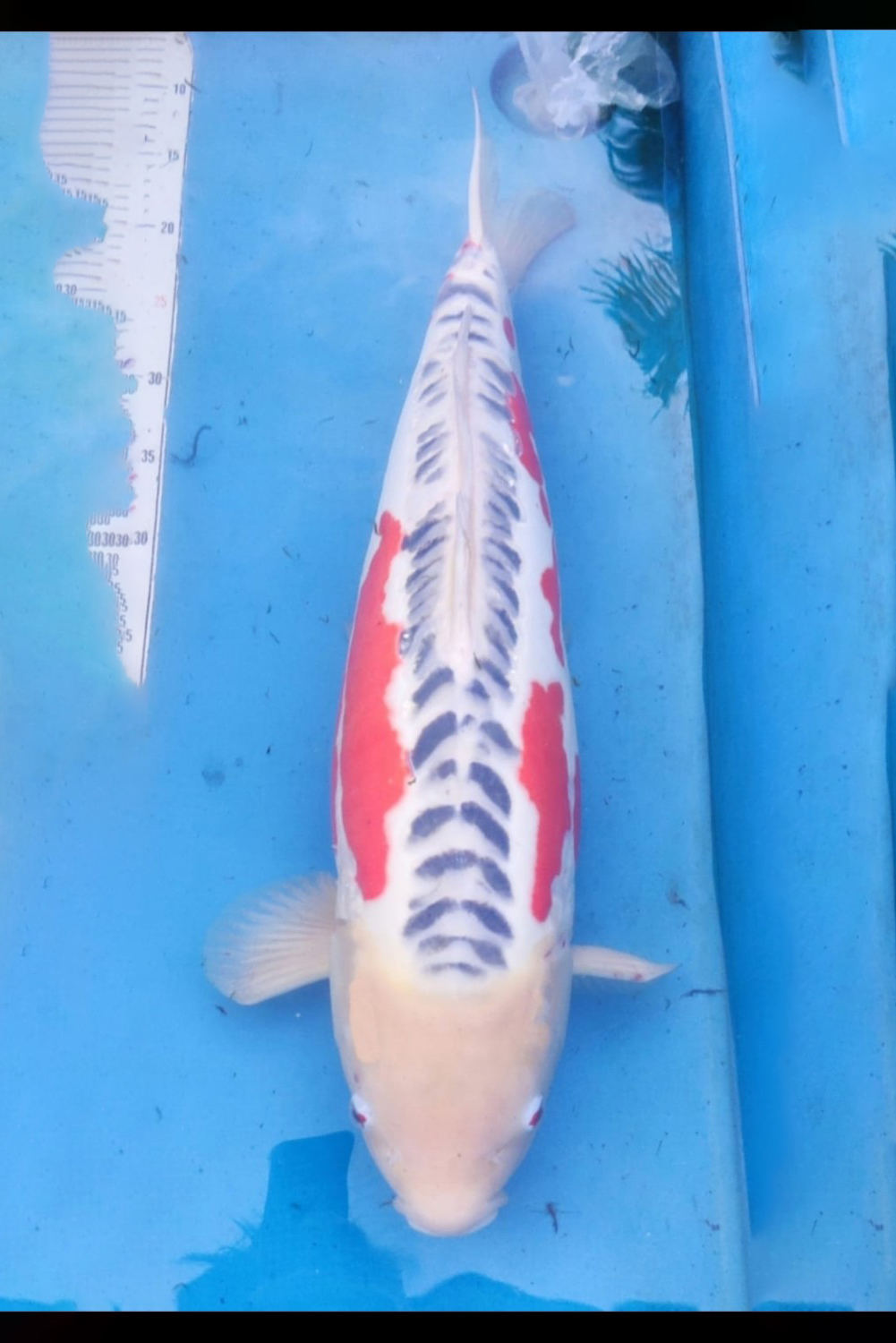 D. Cempaka Prize, 56 - 60 cm