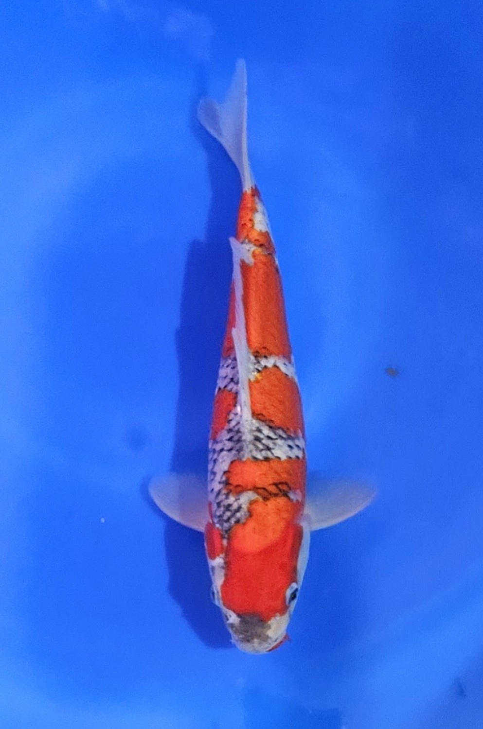 Juara 1
