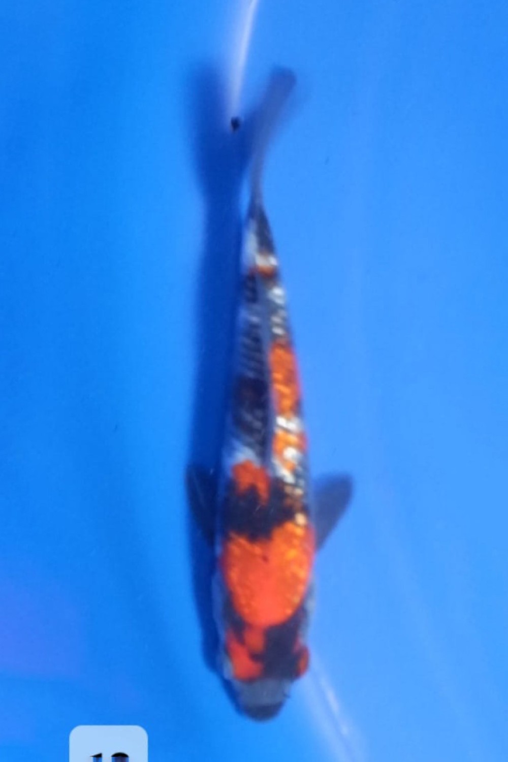 Juara 3