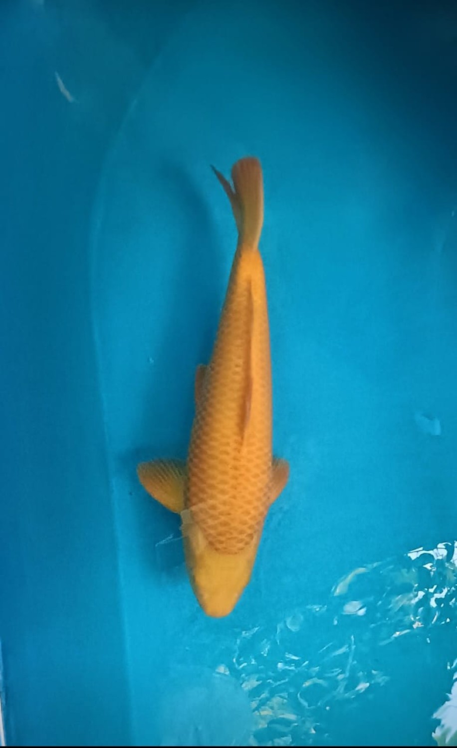 E. Kamboja Junior Champion