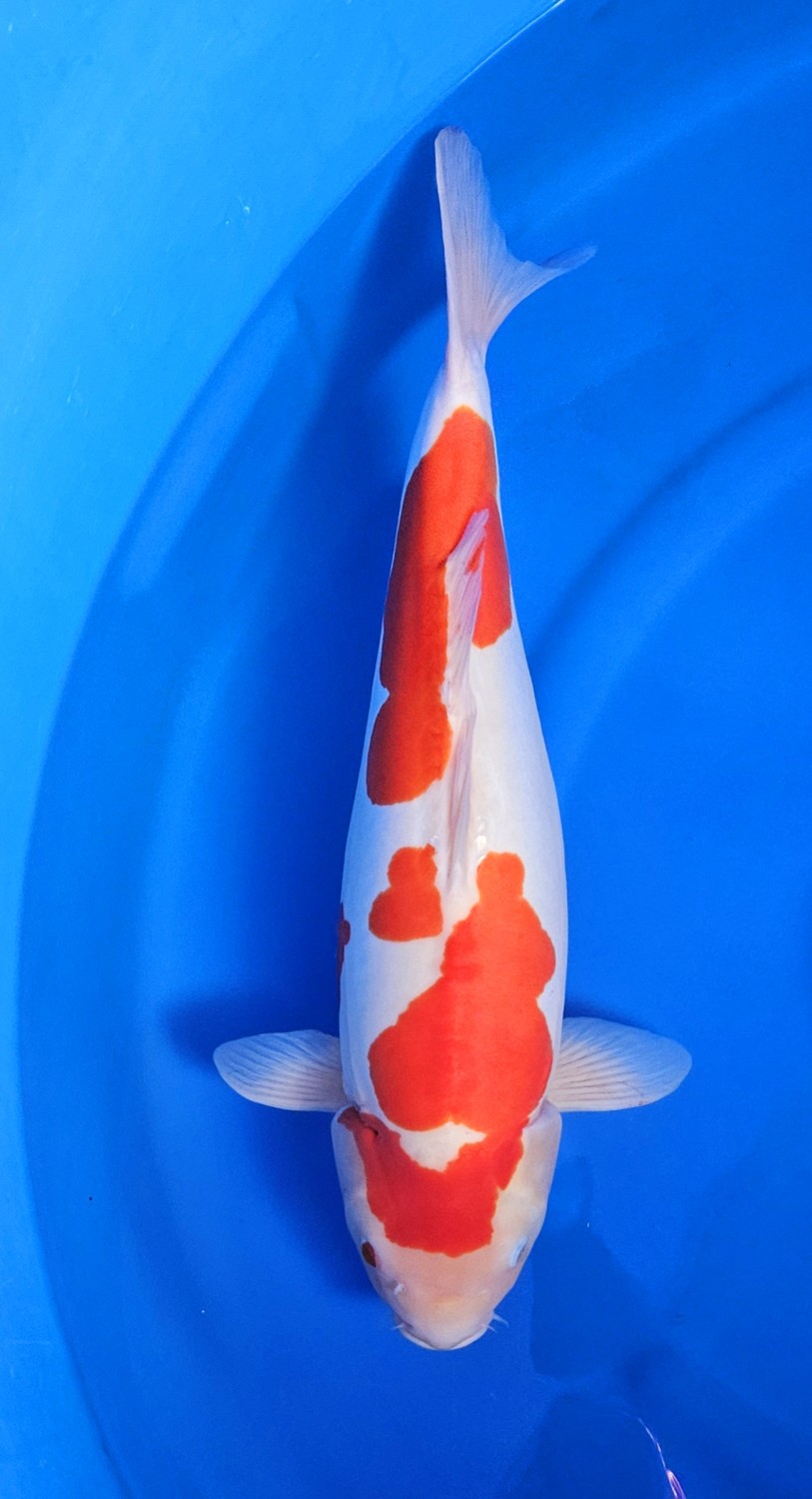 Juara 2
