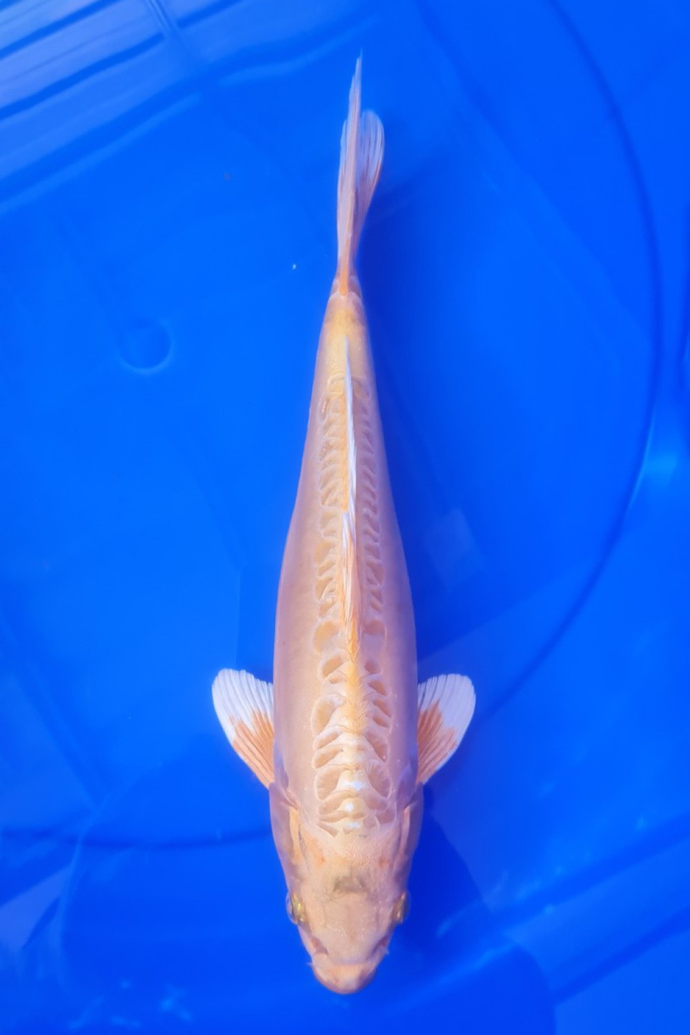 Juara 2