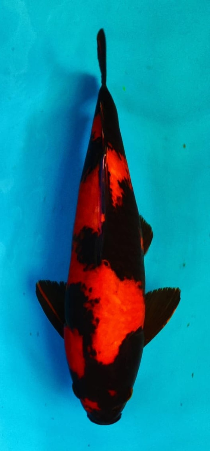 D. Cempaka Prize, 31 - 35 cm