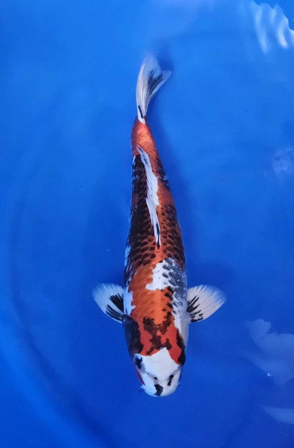 D. Cempaka Prize, 46 - 50 cm