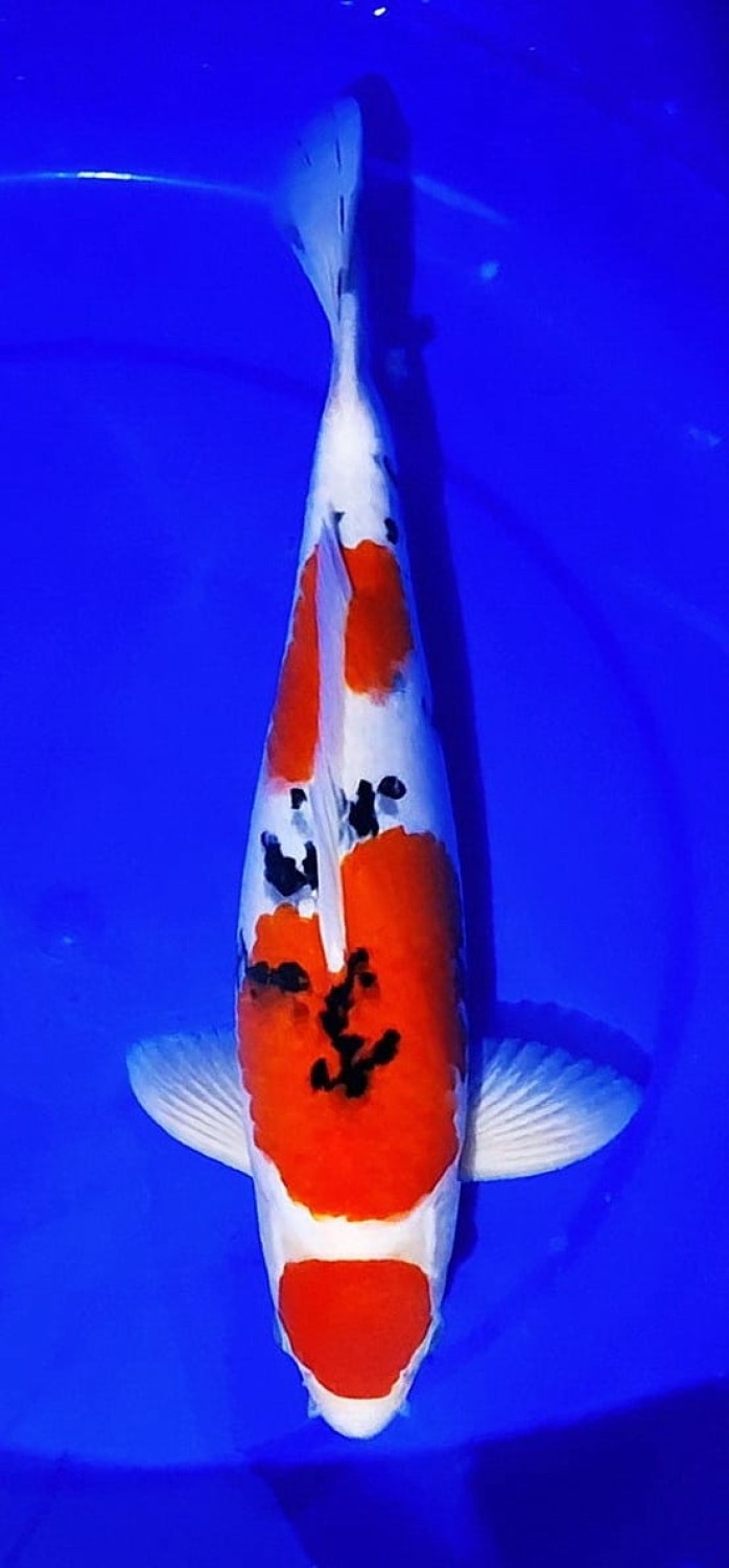 Juara 2