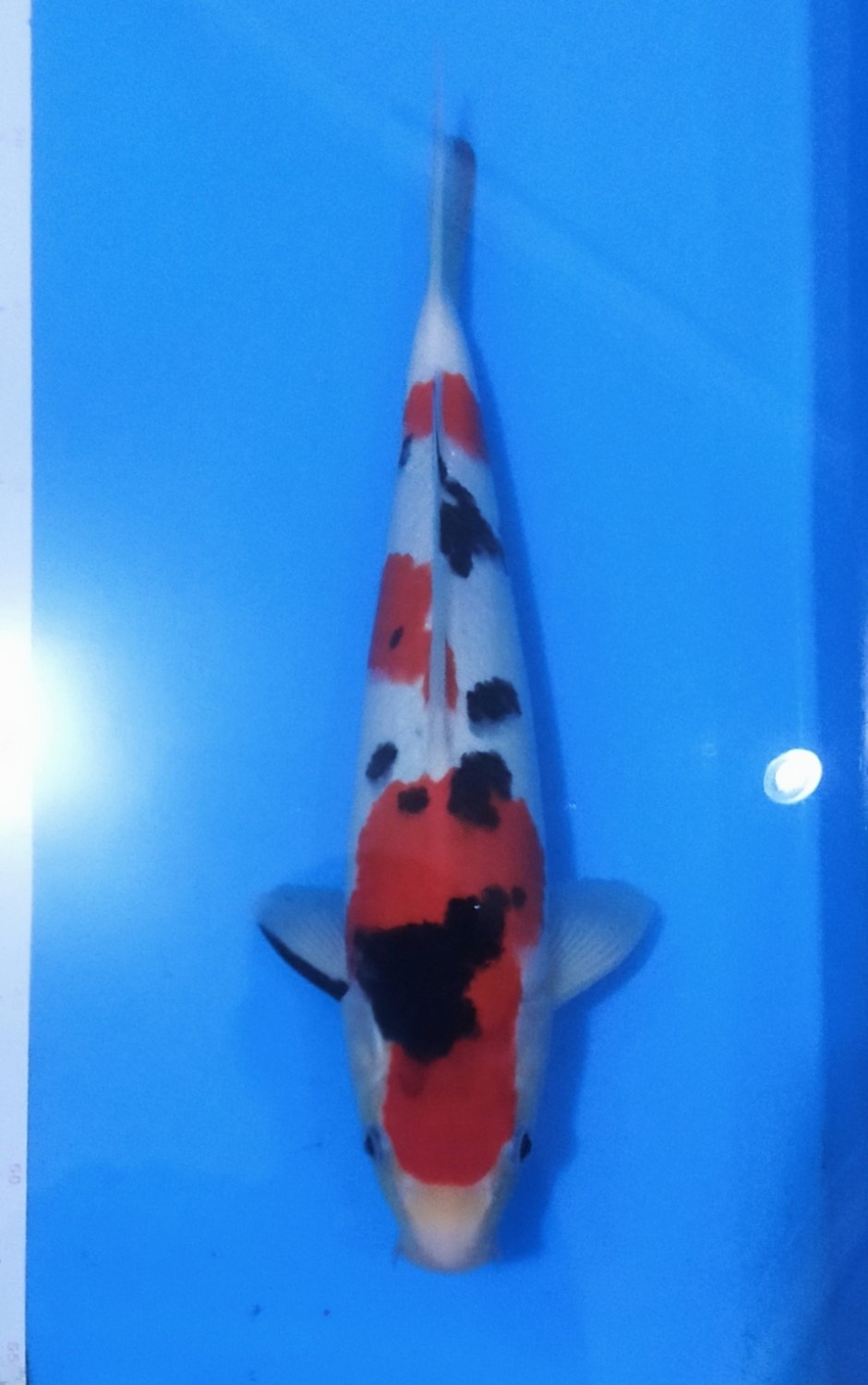 Juara 3