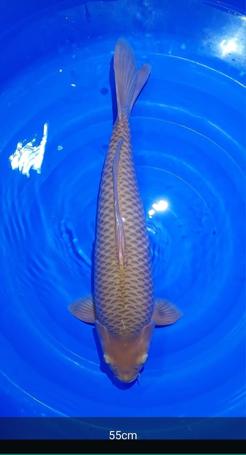 Juara 2
