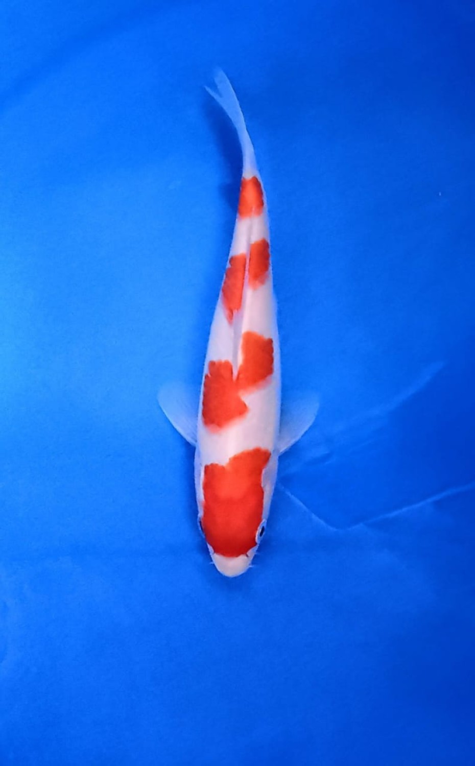 A. Best In Size, 16 - 20 cm