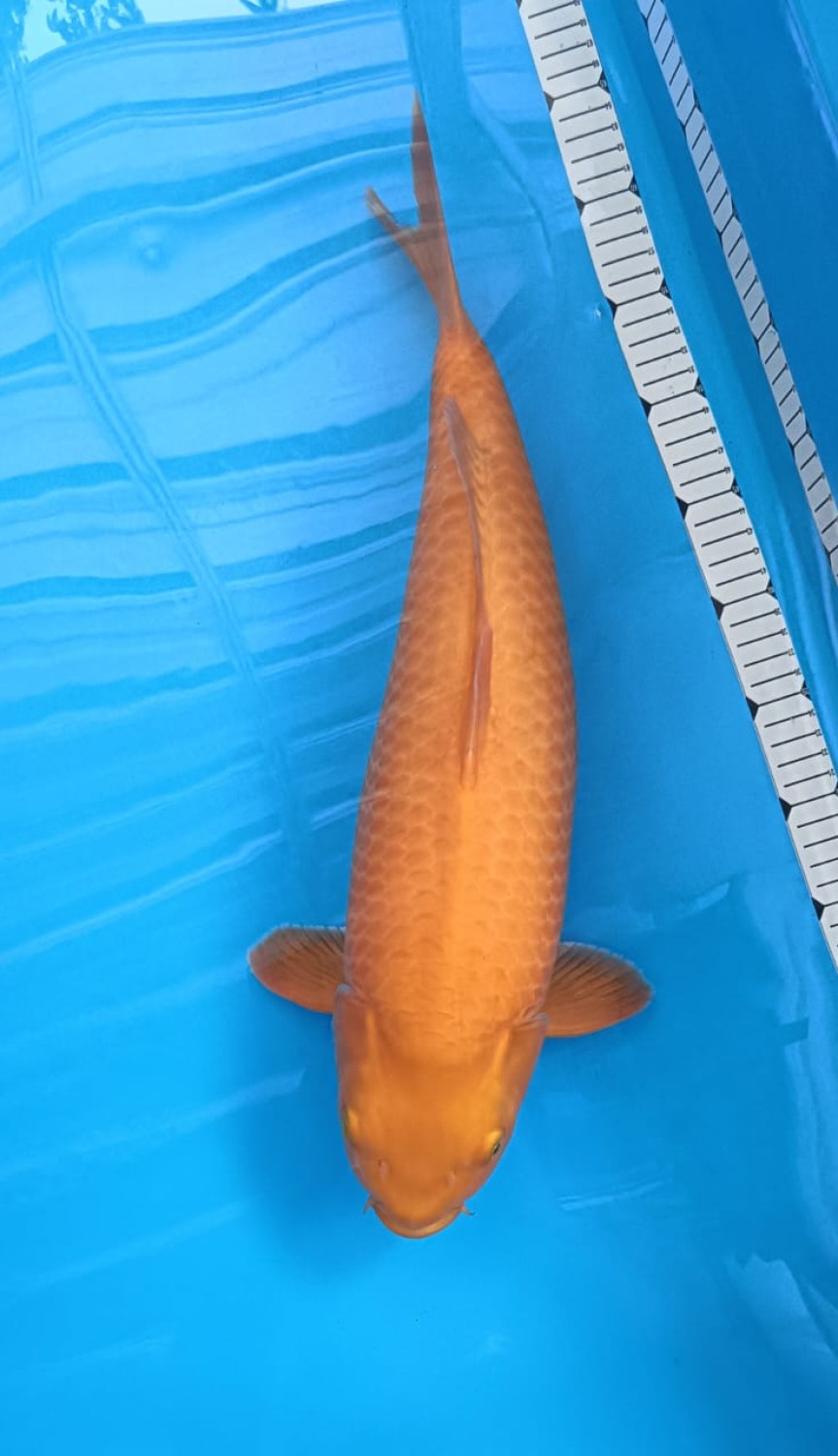 E. Kamboja Prize, 46 - 50 cm