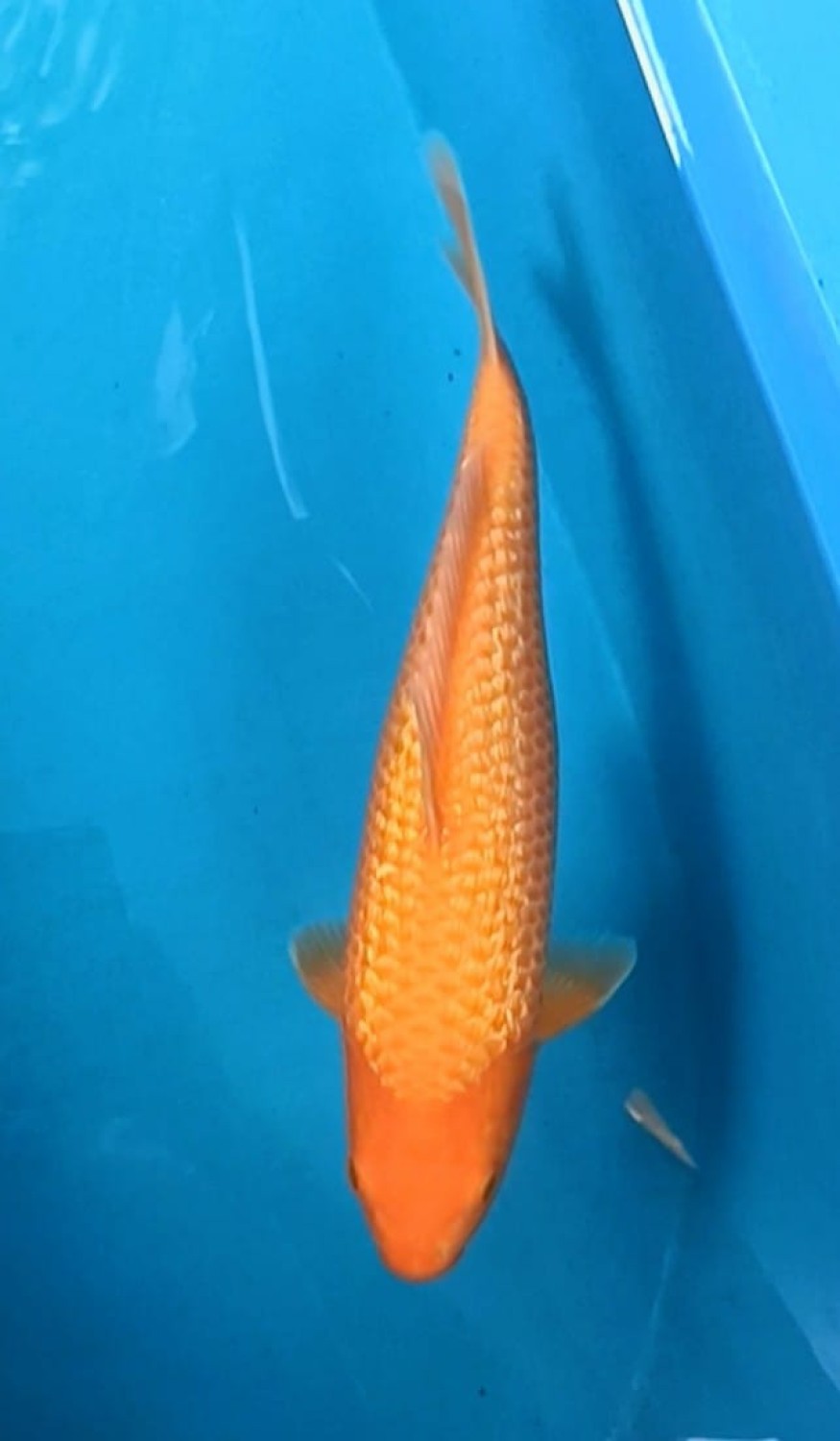 Juara 2