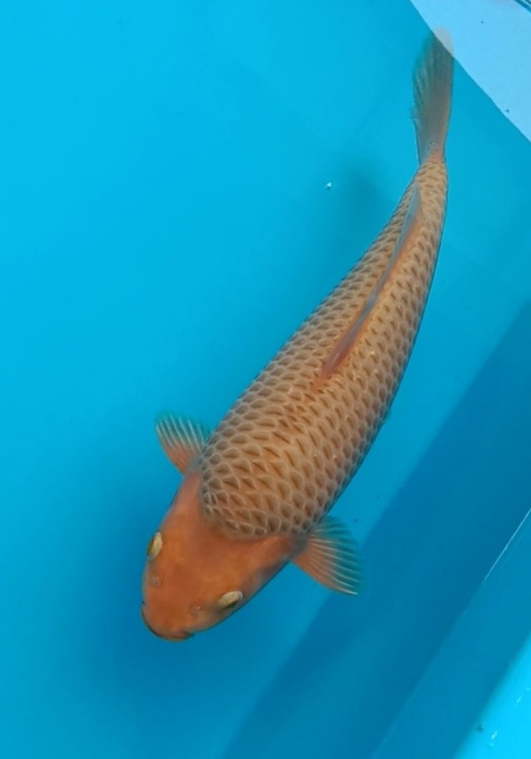 E. Kamboja Prize, 26 - 30 cm