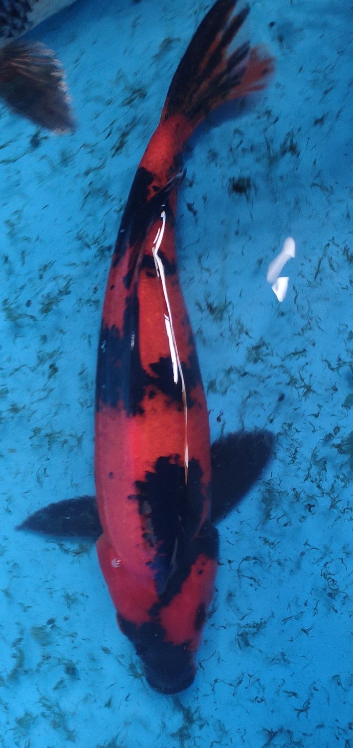 D. Cempaka Prize, 21 - 25 cm