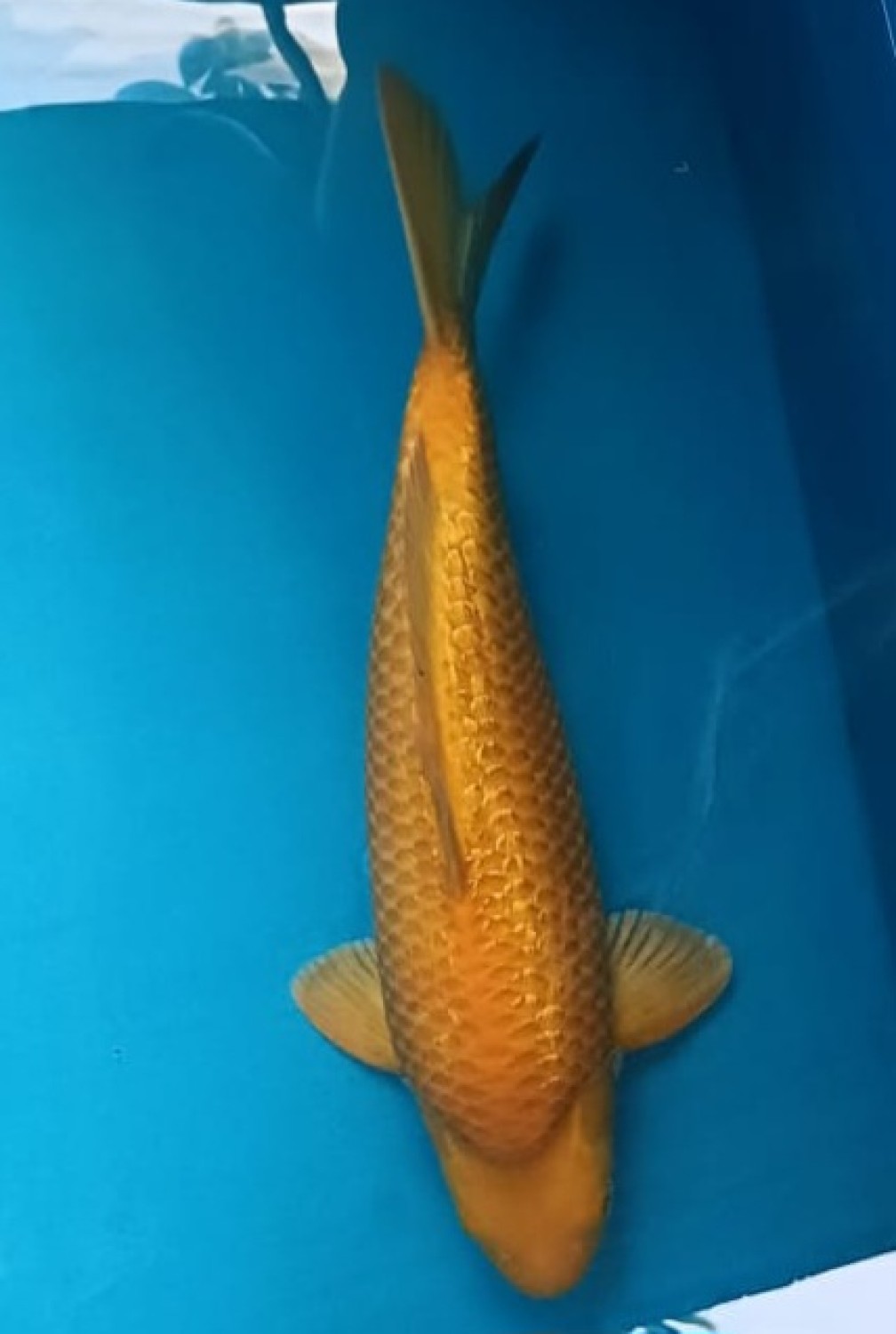 Juara 1