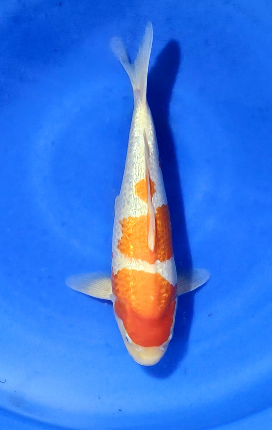 Juara 2