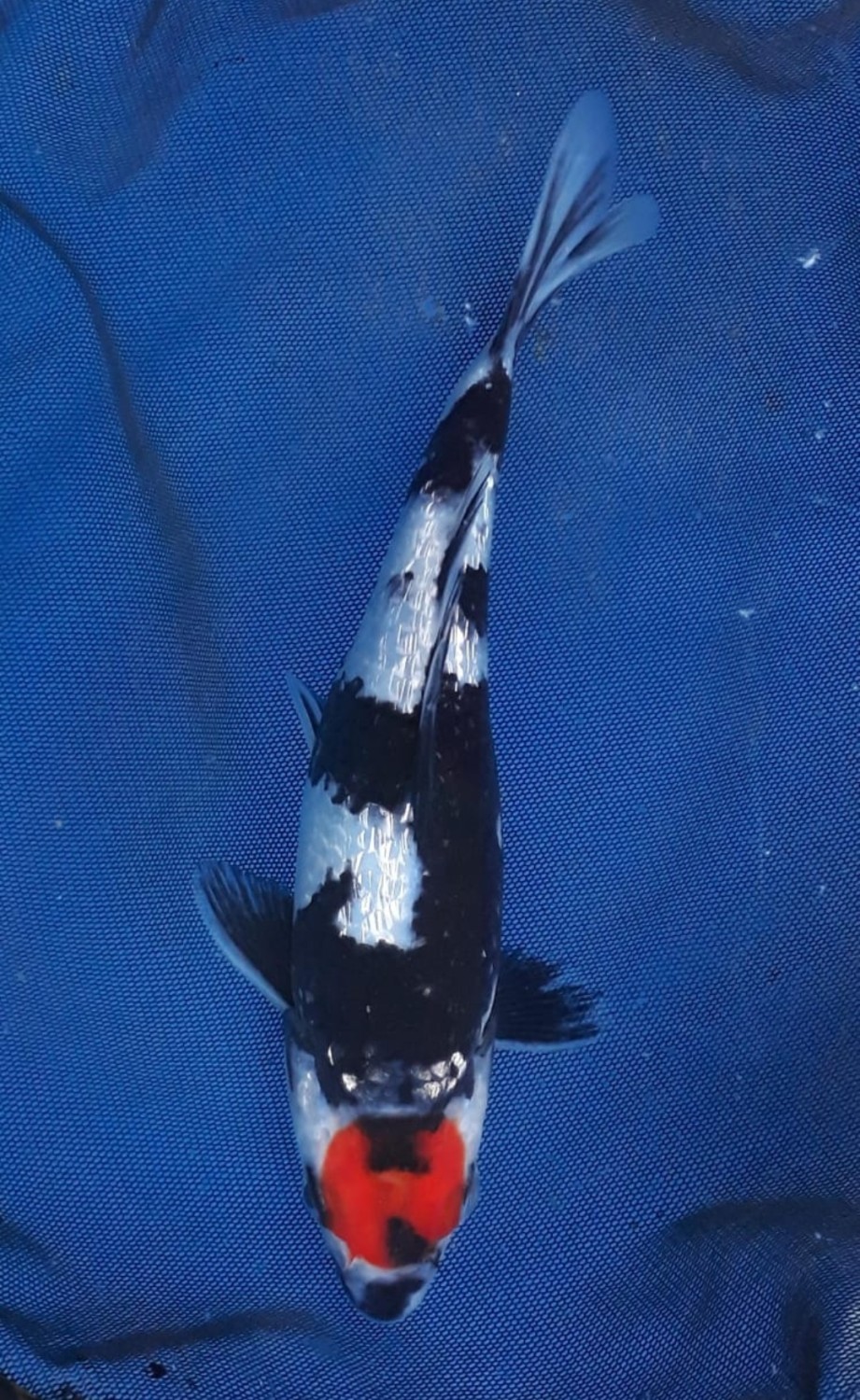 Juara 1