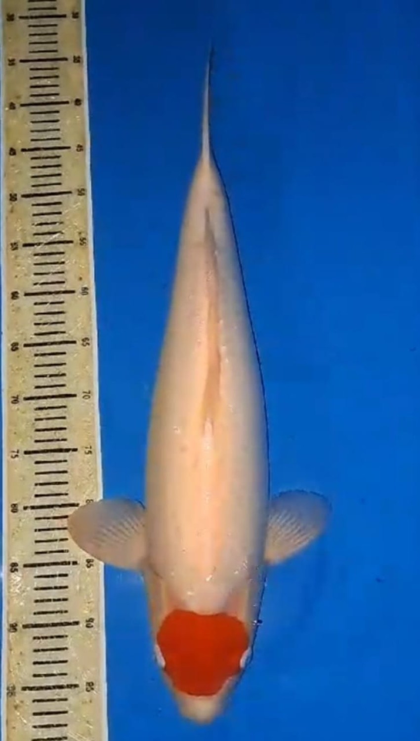 Juara 1