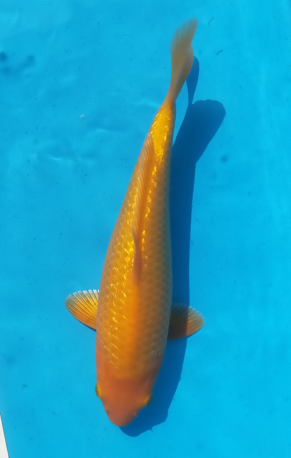 E. Kamboja Prize, 21 - 25 cm
