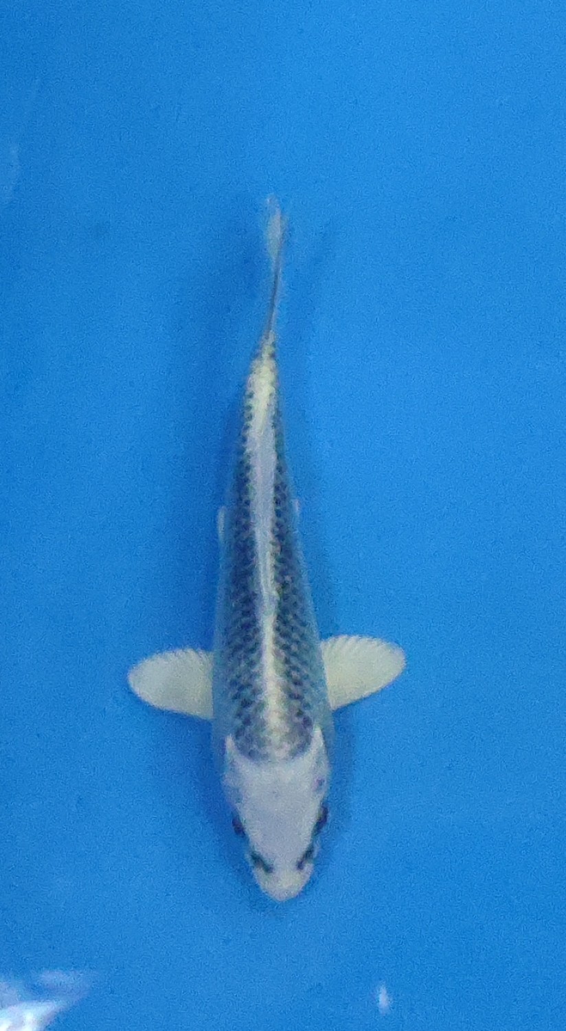 Juara 1