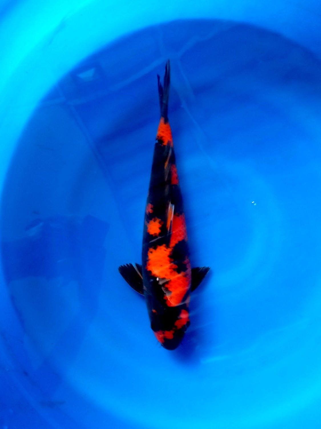 D. Cempaka Prize, 36 - 40 cm
