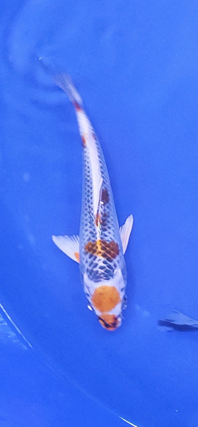 Juara 1