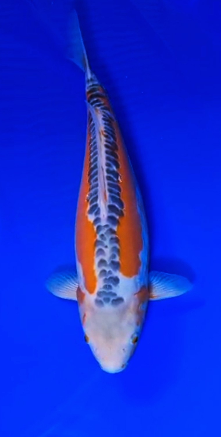 Juara 1