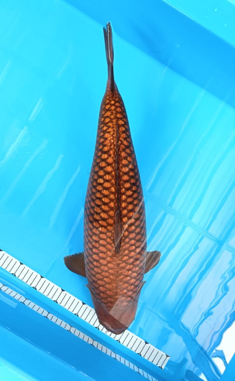 E. Kamboja Adult Champion