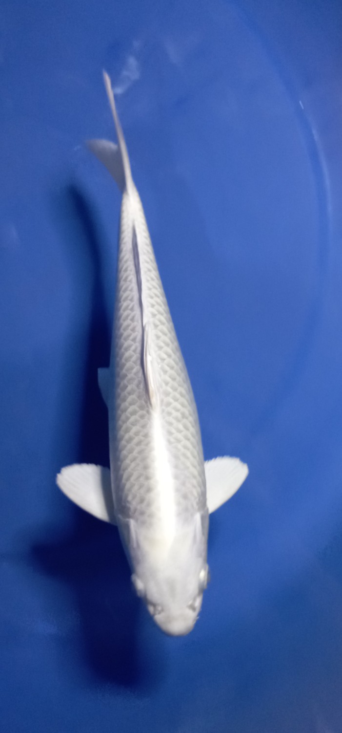 Juara 1