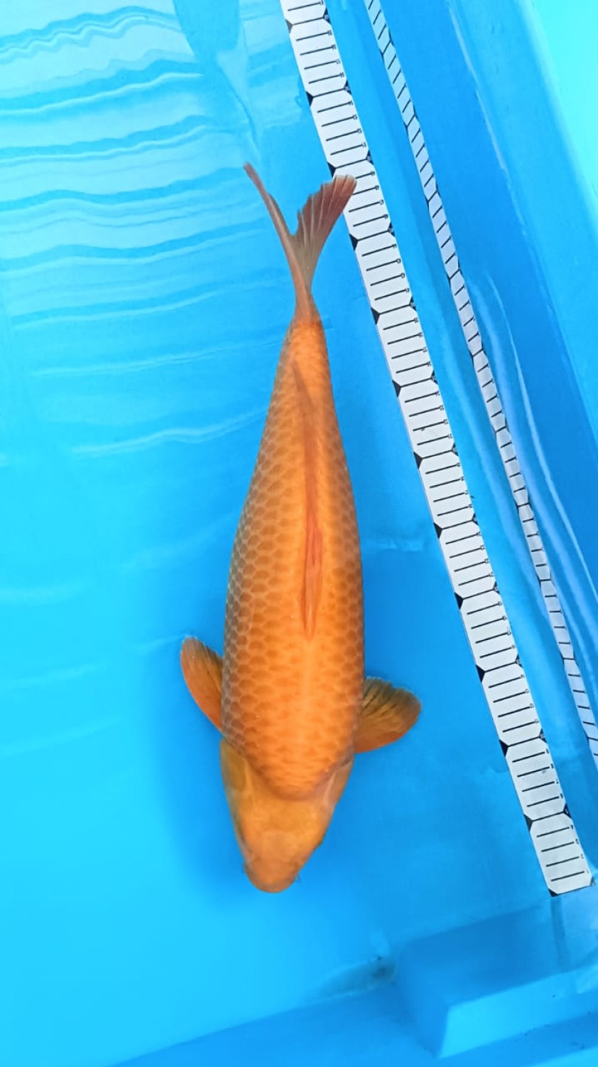 E. Kamboja Prize, 41 - 45 cm