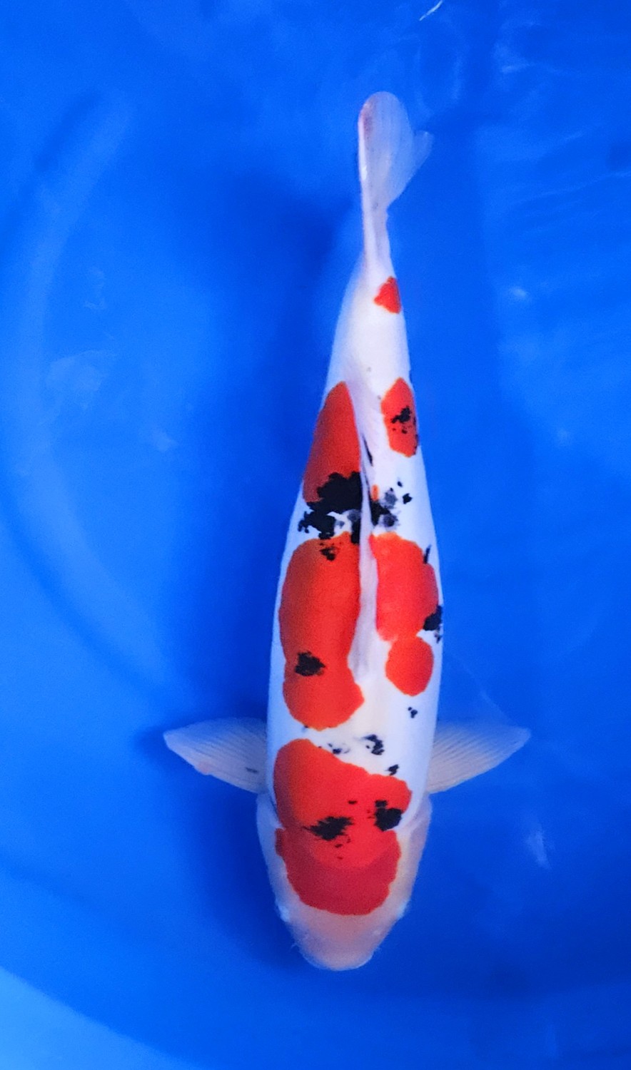 Juara 1