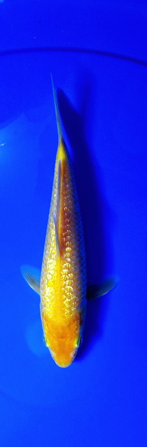 Juara 4