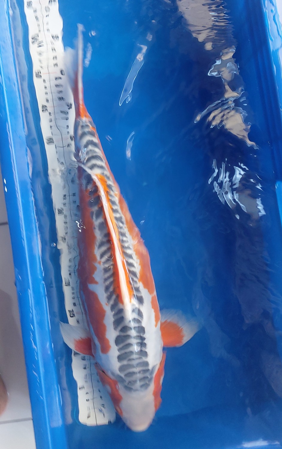 D. Cempaka Prize, 51 - 55 cm