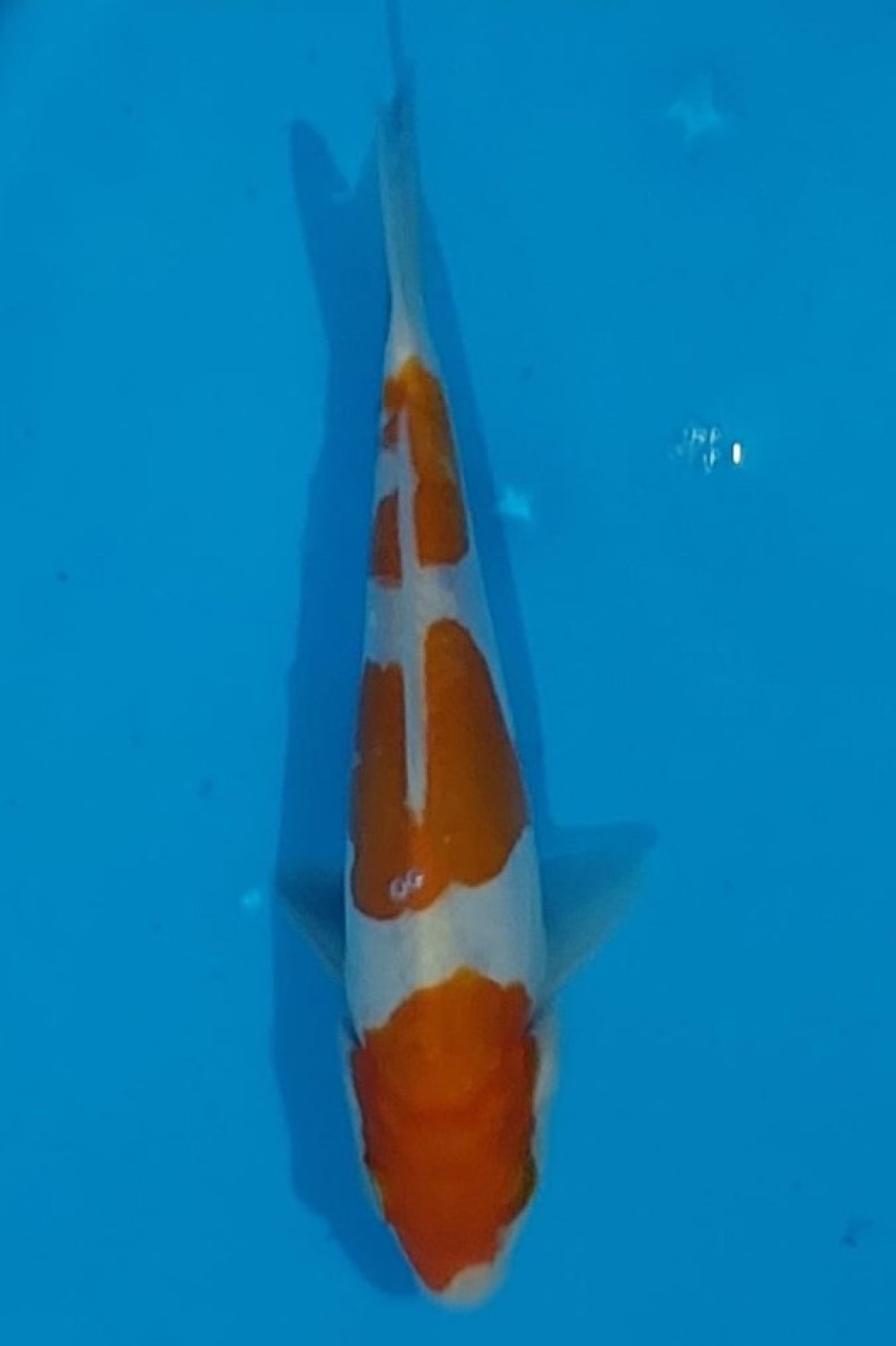 Juara 2