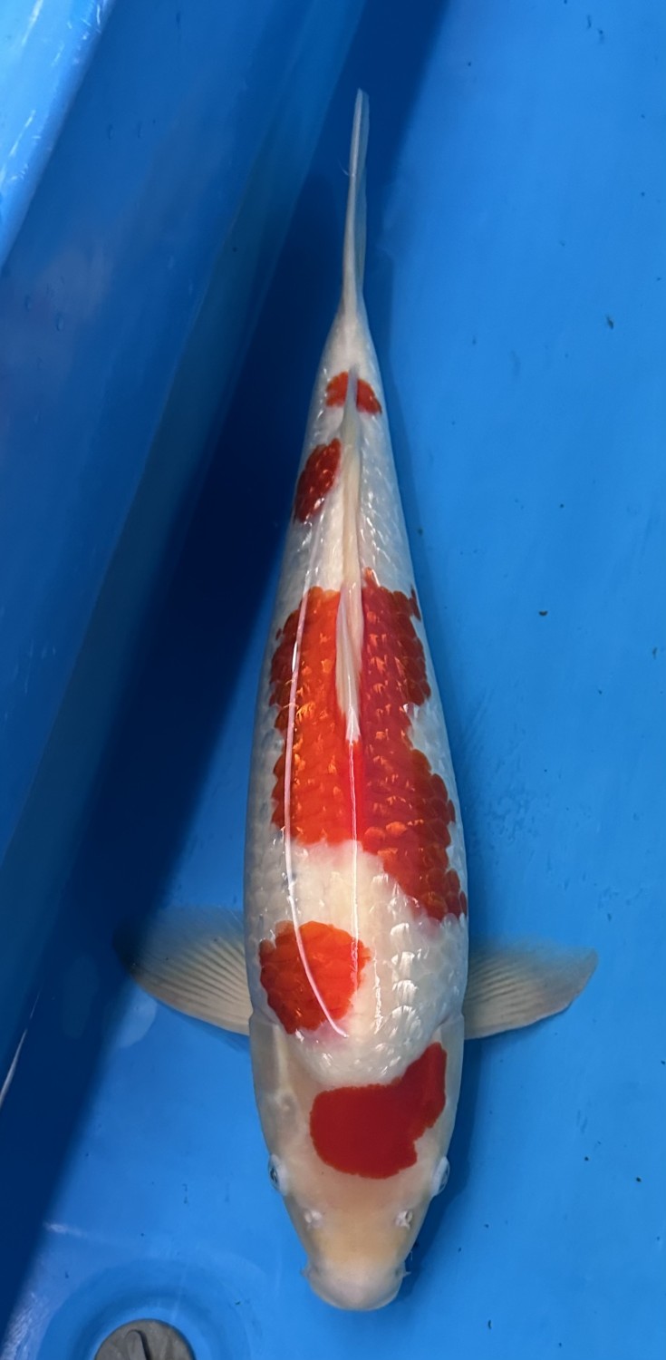 Juara 2
