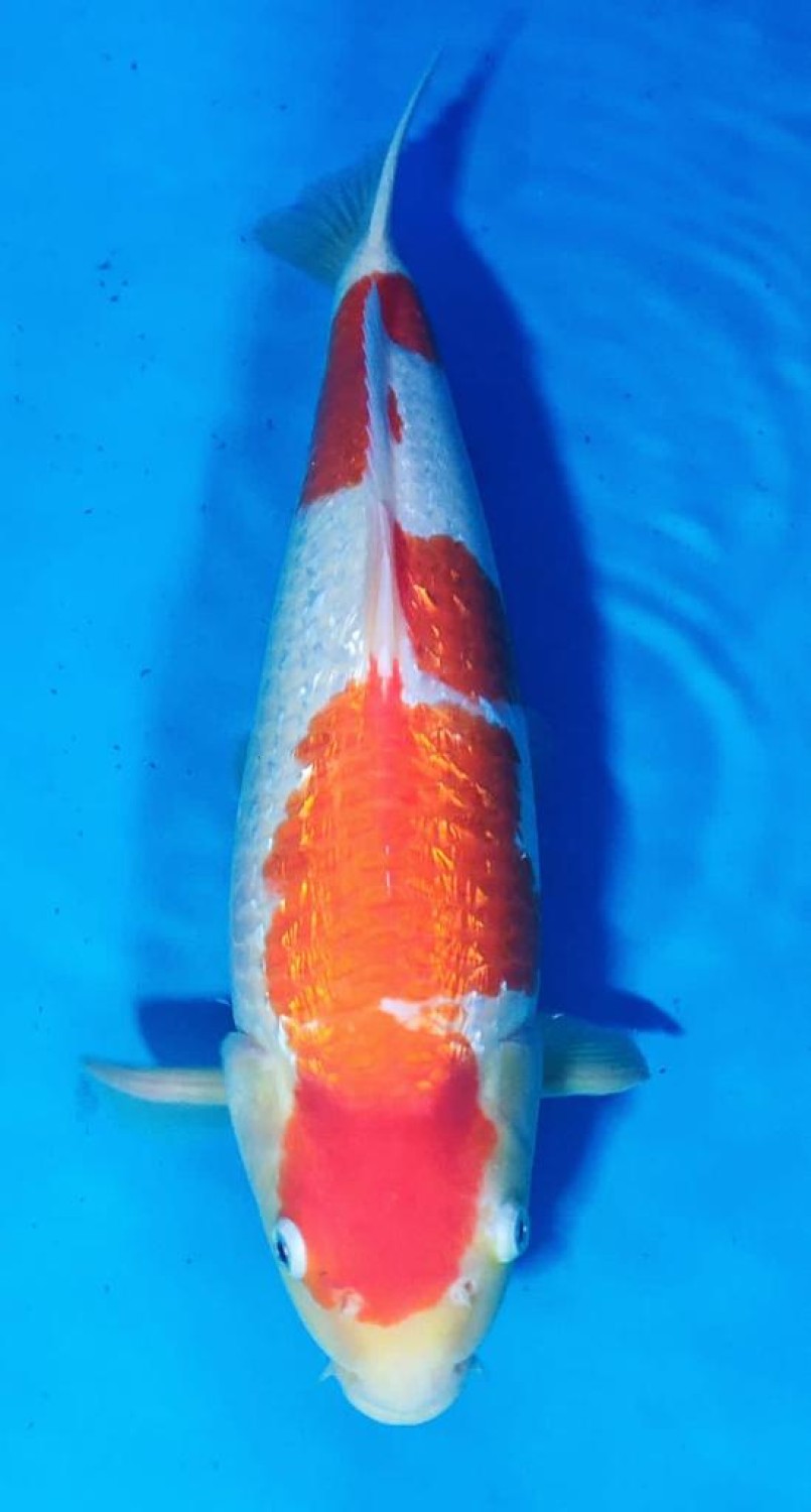 Juara 1
