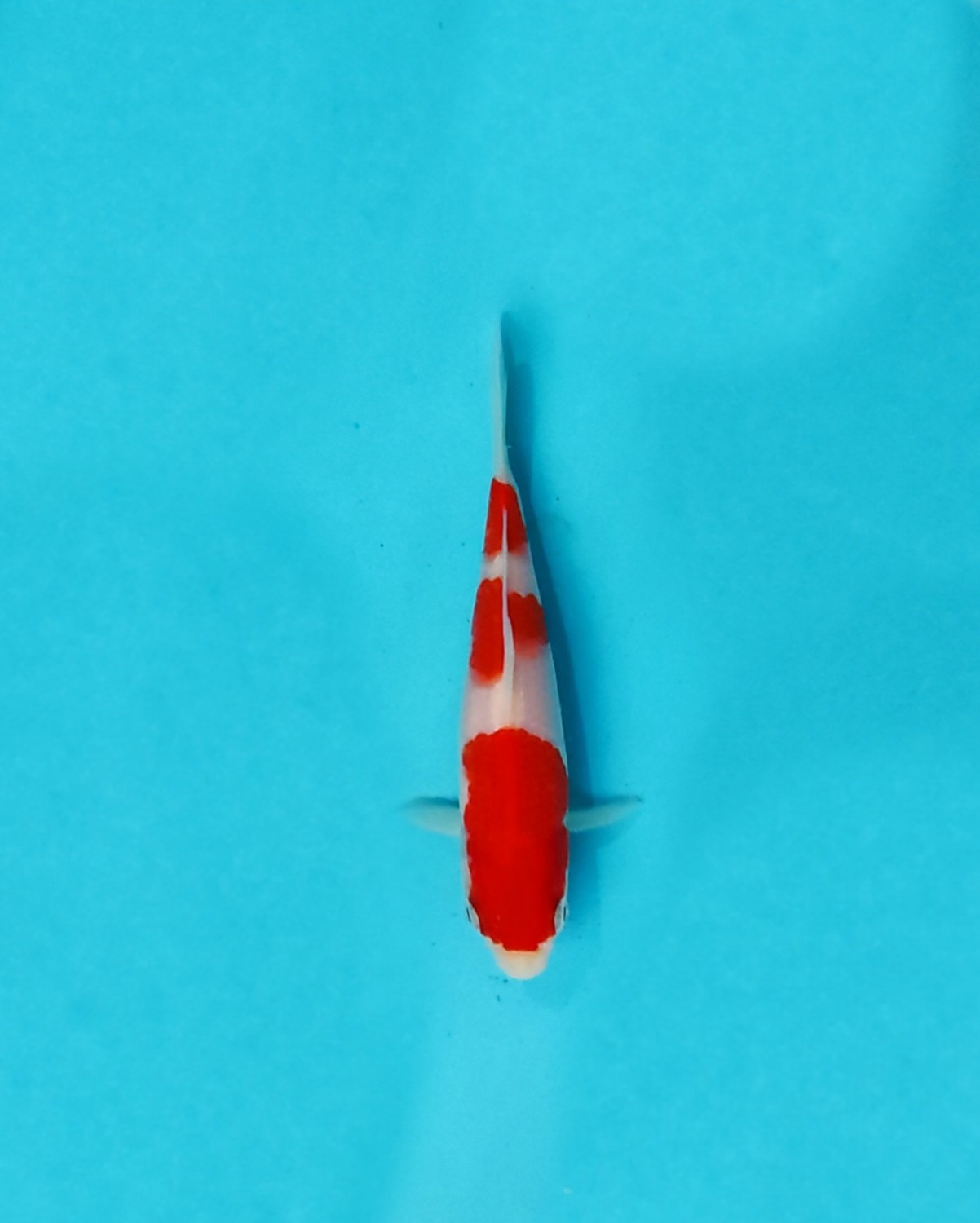 A. Best In Size, 13 - 15 cm