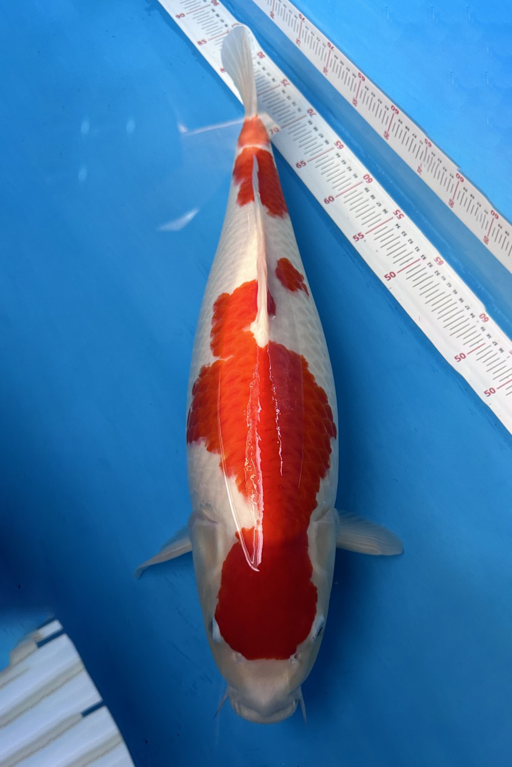 A. Best In Size, 56 - 60 cm