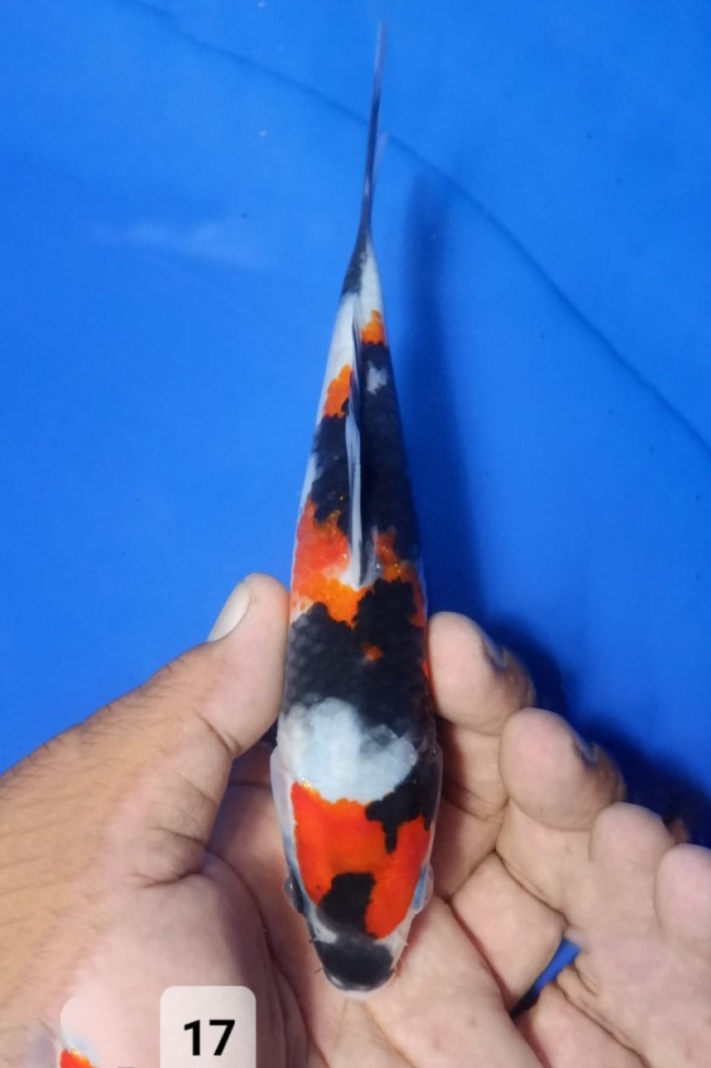 Juara 5