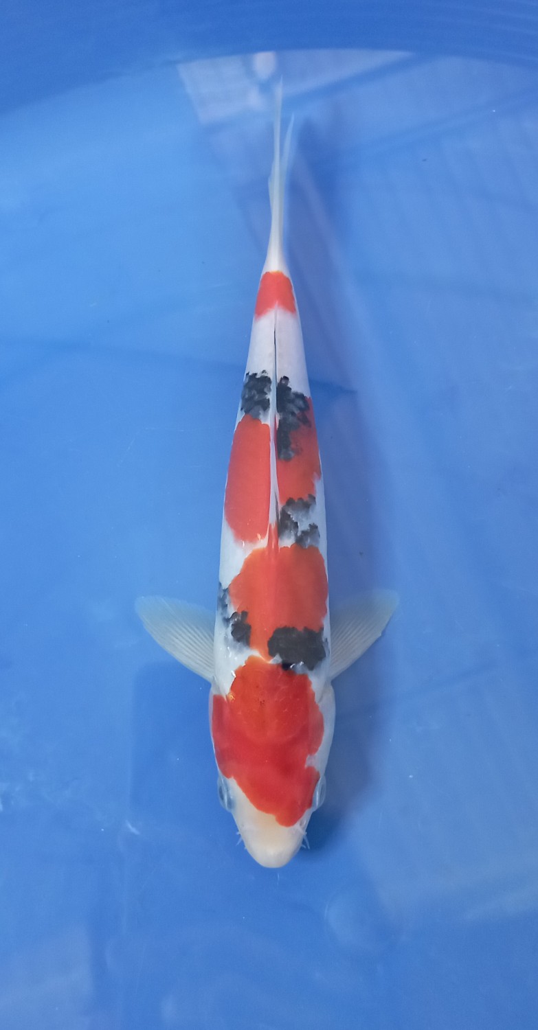 Juara 5