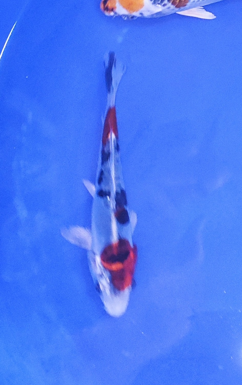 Juara 1