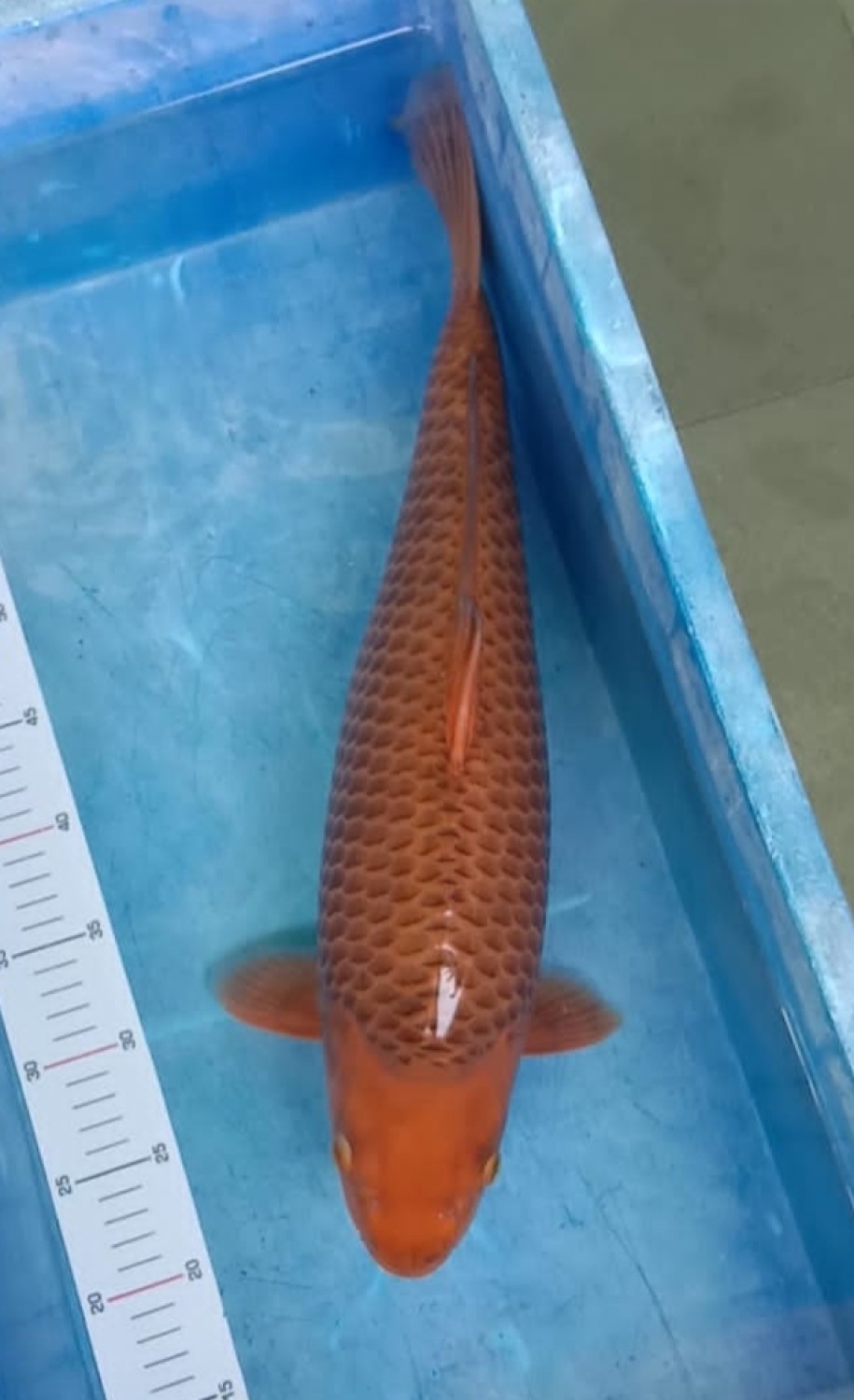 Juara 1