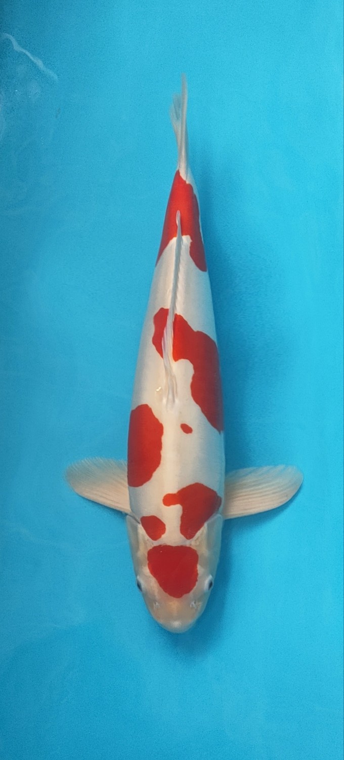 Juara 1