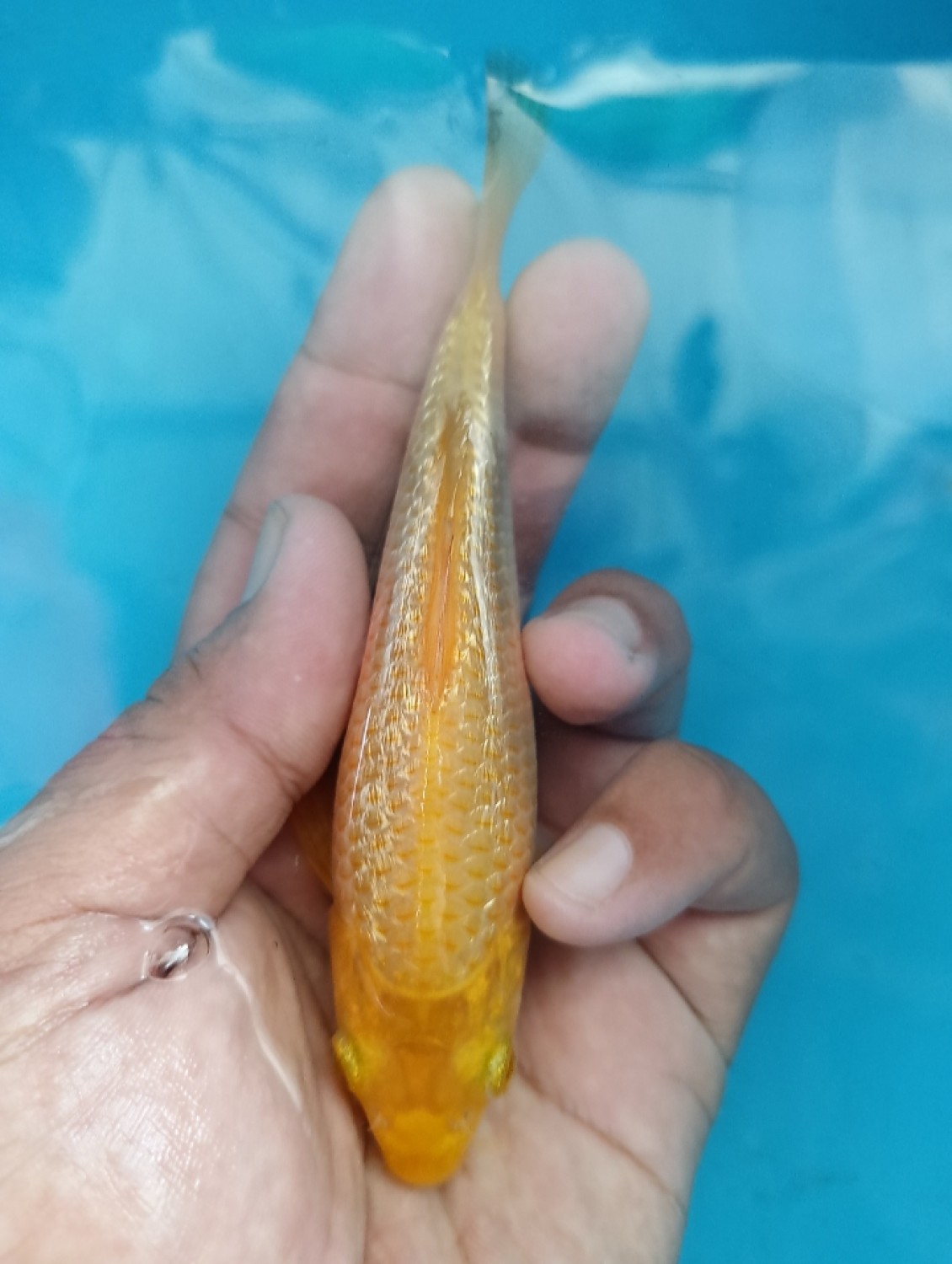 Juara 4