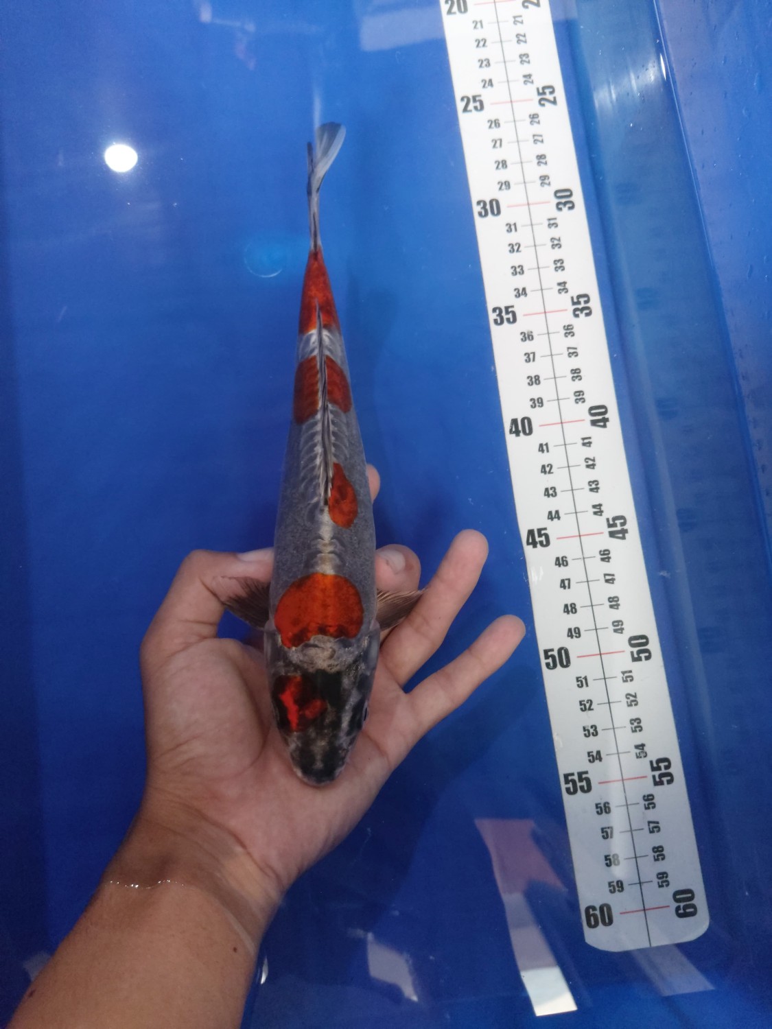 Juara 1